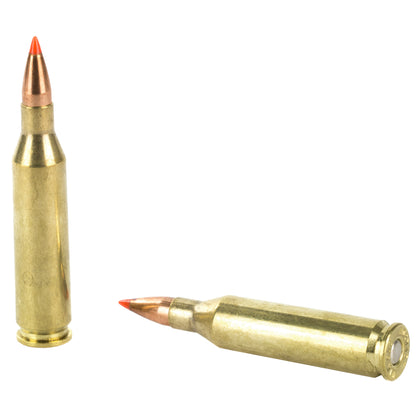 Hornady Superformance Varmint 243 Winchester 58 Grain V-Max Ammunition * High Velocity Precision for Varmint Hunting